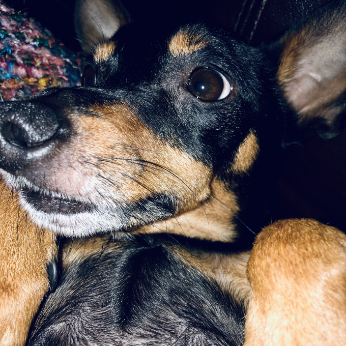 Close-up photograph of a relaxed Miniature Pinscher looking away from the camera. Copyright © Mel Lampro.