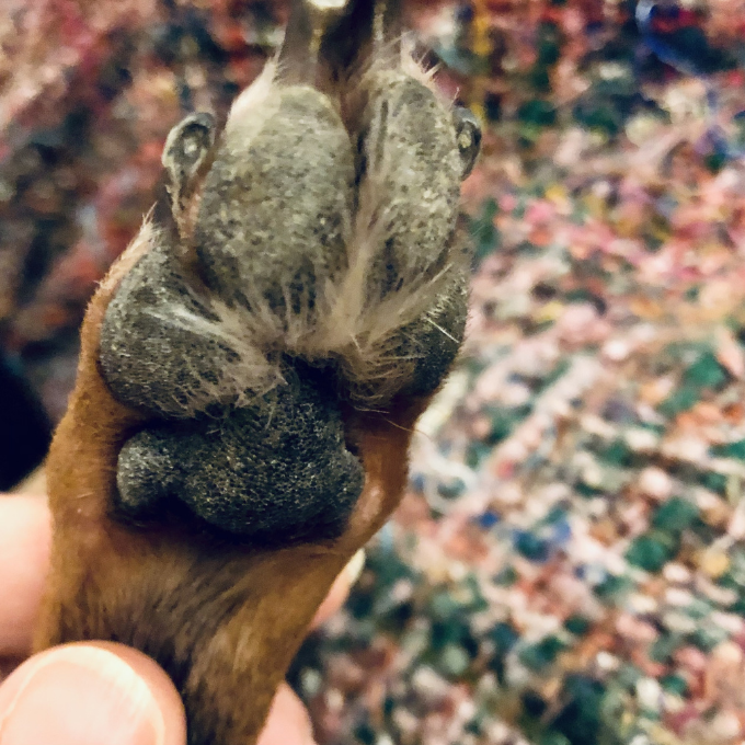 Close-up photograph of a Miniature Pinscher's paw before it is washed and paw balm is applied to it. Copyright © Mel Lampro.