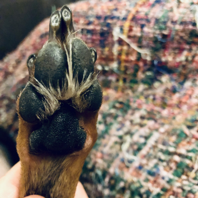 Close-up photograph of a Miniature Pinscher's paw after it is washed and paw balm is applied to it. Copyright © Mel Lampro.