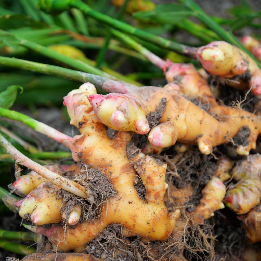 Ginger Root