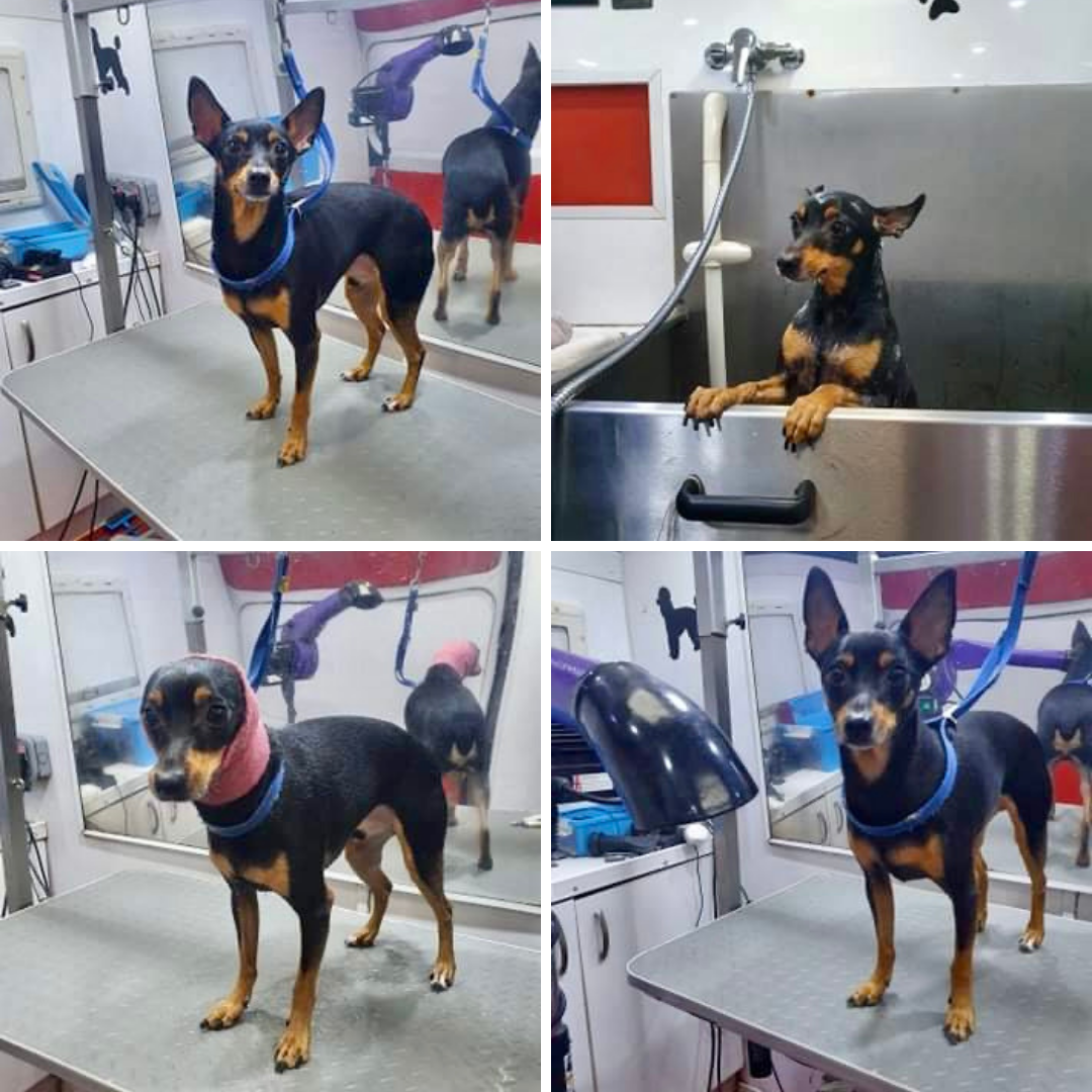 Photo-montage of a Miniature Pinscher being bathed by a mobile groomer. Copyright © Abigail Young, Snip Doggy Dog.