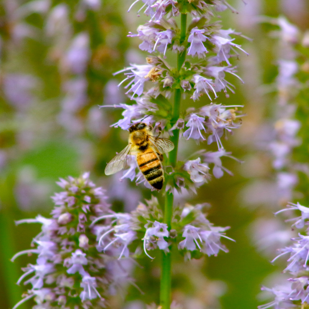 Patchouli Flowers