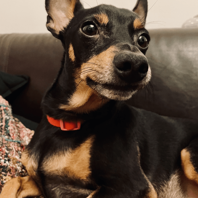 Close-up photograph of a Miniature Pinscher relaxing on a sofa. Copyright © Mel Lampro.