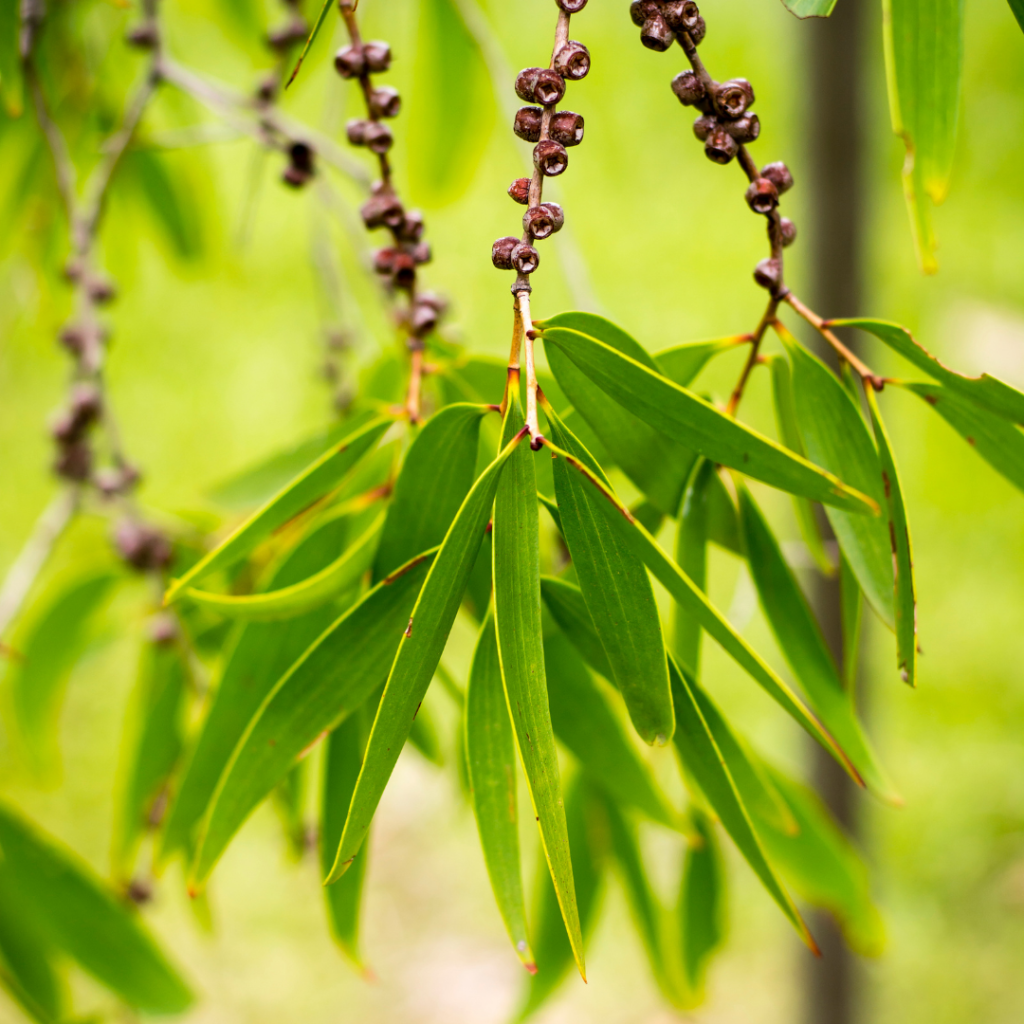 Tea Tree Leaves