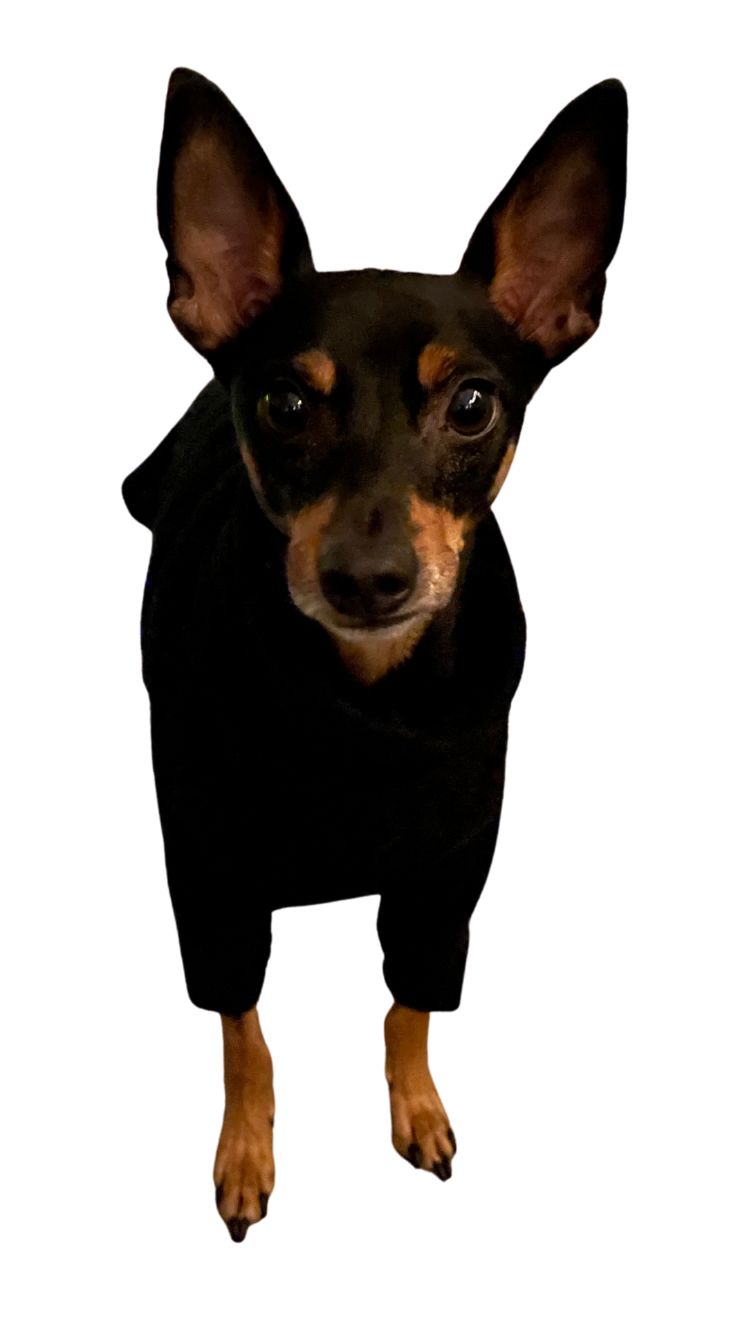 Photograph of a Miniature Pinscher wearing a Hotterdog Fleece Jumper. Copyright © Mel Lampro.