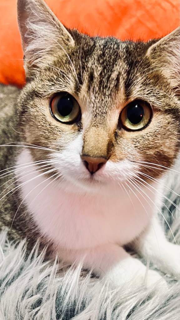 Bambi, a foster kitten, photographed indoors in a calm home setting before being successfully adopted. π· Melanie Lampro