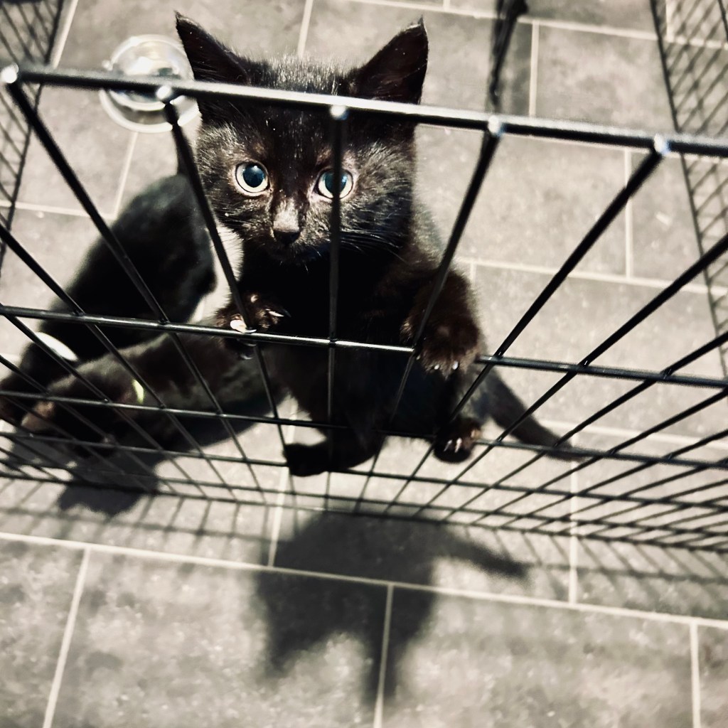 Bomb Jack, a black kitten, standing on his hind legs and gripping the bars of a play pen, looking up with wide eyes on a tiled floor. π· Melanie Lampro