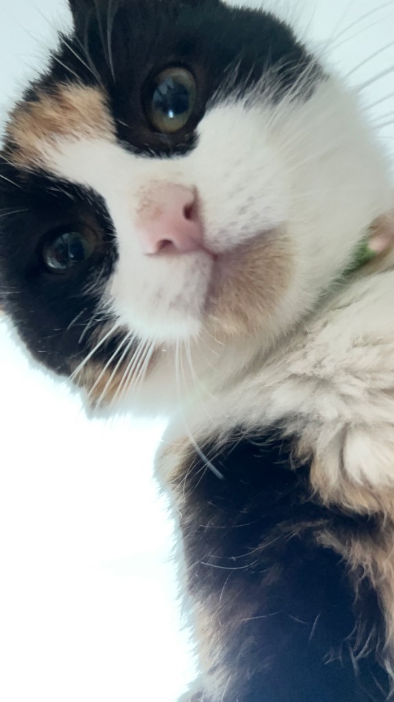 Growly Batface, a calico foster kitten, shown in a curious pose. Bonded with Mad Mackerel. π· Melanie Lampro