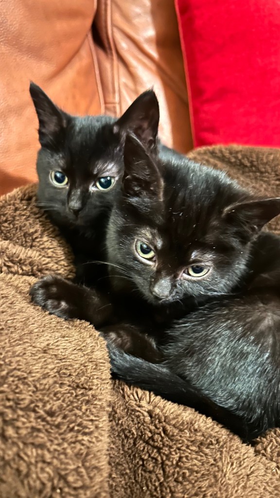 Jet Set Willy and Bomb Jack, two black foster kitten brothers, curled up together on a soft blanket indoors. Not ready for adoption yet. π· Melanie Lampro