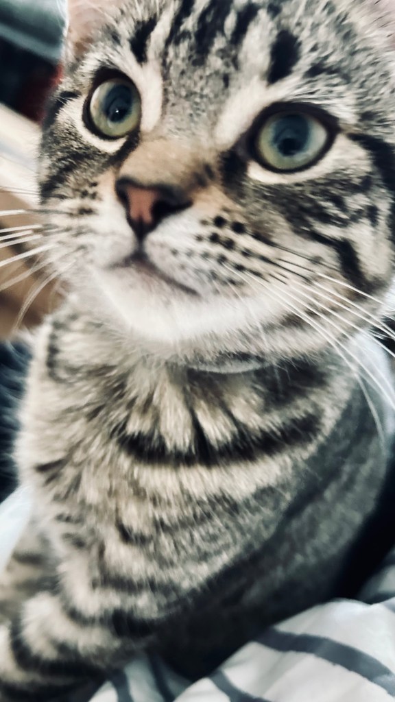 Mad Mackerel, a tabby foster kitten, sitting alertly indoors. Bonded with Growly Batface. π· Melanie Lampro