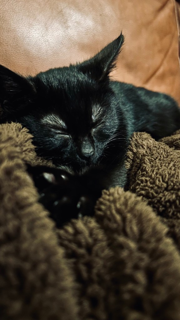 Manic Miner, a black foster kitten, sleeping peacefully on a soft blanket indoors. Not ready for adoption yet. π· Melanie Lampro