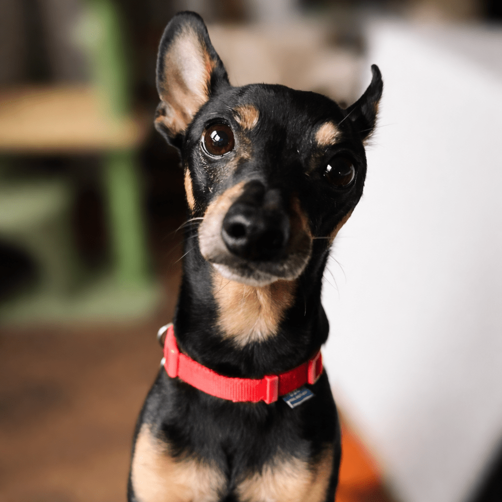 Loco, a black and tan Miniature Pinscher wearing a red collar, looking directly at the camera, with the background softly blurred to keep the dog in sharp focus.